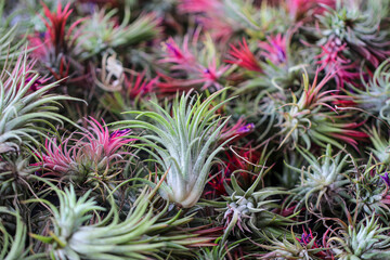 Close-up of colorful air plants (Tillandsia) with green and pink leaves, showing natural textures and vibrant tones in a dense arrangement, ideal for botanical and nature-themed backgrounds.