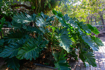 Beautiful of green tropical leaves plant background © niksriwattanakul