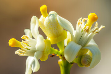 Macro close-up of lime flower stamens with yellow pollen and white petals, highlighting delicate citrus blossom details, natural light, and botanical beauty.