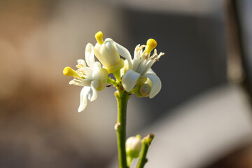 Macro close-up of lime flower stamens with yellow pollen and white petals, highlighting delicate citrus blossom details, natural light, and botanical beauty.