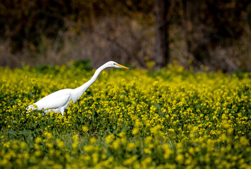 Fototapeta premium Great egret in a field of yellow wild mustard flowers during a wildflower superbloom