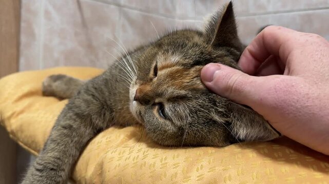 Stroking a cat. Man stroking cat's head. Cat is lying on mat on top of washing machine in the bathroom. Adult British chinchilla cat on mat in home. Family cats and domestic kittens.