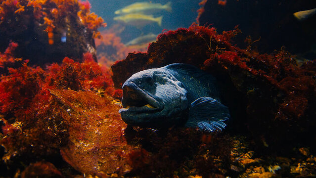 Atlantic Wolffish Underwater