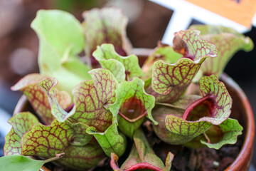 Close-up of a carnivorous sarracenia pitcher plant with green and red veined leaves growing in a pot, showing intricate textures and natural patterns in a botanical garden setting.