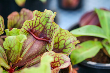 Close-up of a carnivorous sarracenia pitcher plant with green and red veined leaves growing in a pot, showing intricate textures and natural patterns in a botanical garden setting.