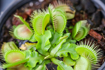Close-up of a Venus flytrap carnivorous plant with open green traps and sharp cilia, growing in a pot, showcasing unique botanical adaptation and exotic plant detail.