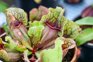 Close-up of a carnivorous sarracenia pitcher plant with green and red veined leaves growing in a pot, showing intricate textures and natural patterns in a botanical garden setting.