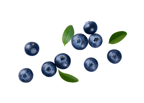 Fresh blueberries with green leaves isolated on transparent background, organic berry close up