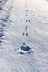 Wild hare tracks crossing a snow covered field with long winter shadows and textured snow surface. © Dina