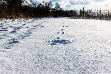Wild hare tracks crossing a snow covered field with long winter shadows and textured snow surface. © Dina