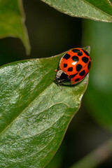 Fototapeta premium Mariquita Ladybug