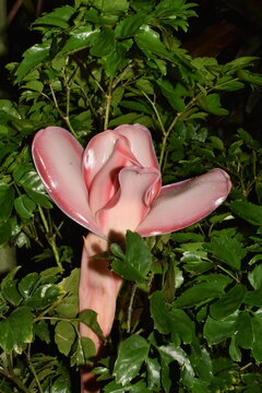 A pink torch ginger (Etlingera elatior), also known as a ginger flower, red ginger lily, or bunga kantan, in a garden in St. Lucia.