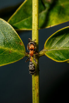Hormiga negro y naranja