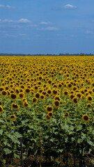 Naklejka premium Campo extenso de girasoles en plena floración bajo un cielo despejado, con colores vibrantes y luz natural que resalta los pétalos amarillos y los tallos verdes. Escena ideal para conceptos de natural