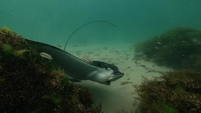 Frontal view of an eagle ray startled in a shallow lagoon at Byron Bay, Australia. The ray abruptly turns away, showing a rapid escape response and agile wing movement near the seabed.