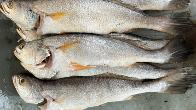 Fresh whole fish displaying raw seafood for cooking
