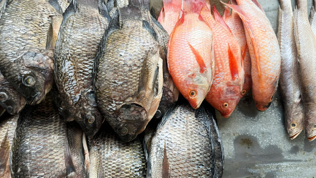 Fresh fish display in a local market