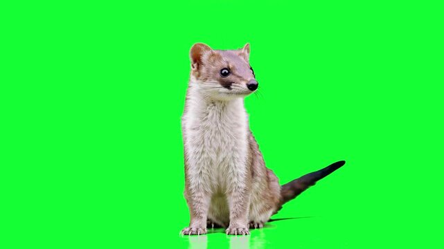 A brown and white stoat sits alertly against a solid green screen backdrop. Perfect for nature documentaries, educational videos, and wildlife composites requiring easy background removal.
