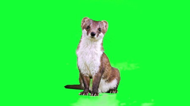 A brown and white stoat sits alertly against a solid green screen backdrop. Perfect for nature documentaries, educational videos, and wildlife composites requiring easy background removal.