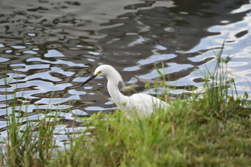 Fototapeta premium A Snowy Egret (Egretta thula) foraging along the edge of a body of water, in Dominica.