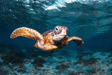 Obraz premium Green sea turtle swimming in clear blue water above a shallow reef at Lady Elliot Island, Queensland, Australia. Calm underwater marine life scene.