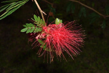 A red powder puff plant (Calliandra haematocephala), which is a type of flowering shrub, in Dominica.