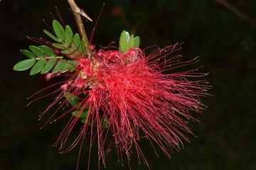 A red powder puff plant (Calliandra haematocephala), which is a type of flowering shrub, in Dominica.