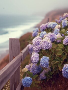 Hydrangeas by the Sea: A vibrant cluster of hydrangea blossoms in varying shades of blue and purple frame a serene coastal view, with a rustic wooden fence adds a touch of charm.