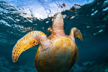 Obraz premium Sea turtle taking a breath at the water surface in clear blue ocean at Lady Elliot Island, Queensland, Australia. Calm marine life scene.