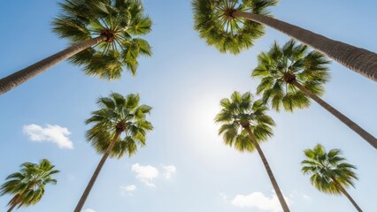 Palm trees reaching for the sky on a sunny day create a vibrant and inviting scene full of summer