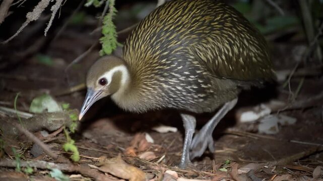 Generative AI cinematic footage of Tinian megapode foraging in dense jungle undergrowth