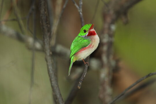 Broad-tailed tody - Todus subulatus - in the Dominican Republic