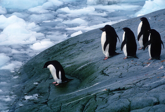 Adelie penguins - Pygoscelis adeliae - in Antarctica are worried about going into water because of a nearby leopard seal.