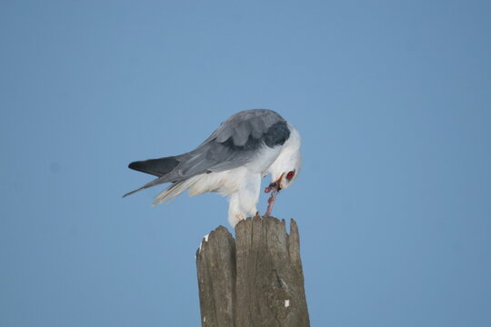Black-shouldered kite - Elanus axillaris - eating its prey in Ethiopia