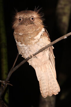 Philippine frogmouth - Batrachostomus septimus - in Mindanao, the Philippines