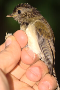 Endangered Gabela akalat - Sheppardia gabela - being banded by a scientist. This bird species is endemic to Angola and threatened with extinction 