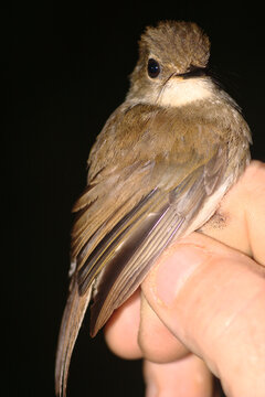 Endangered Gabela akalat - Sheppardia gabela - being banded by a scientist. This bird species is endemic to Angola and threatened with extinction 