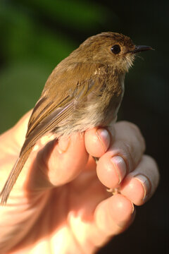 Endangered Gabela akalat - Sheppardia gabela - being banded by a scientist. This bird species is endemic to Angola and threatened with extinction 