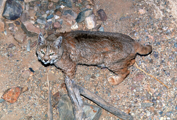 Fototapeta premium A bobcat (Lynx rufus) in Arizona, USA