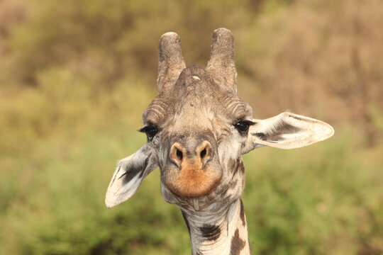 A Masai giraffe (Giraffa tippelskirchi) in Serengeti national park, Tanzania. Sometimes called the Kilimanjaro giraffe, this species is globally endangered with extinction
