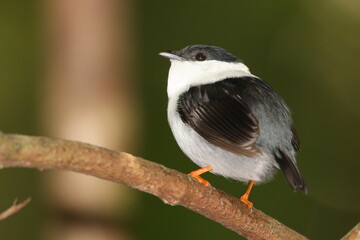 Obraz premium White-bearded Manakin - Manacus manacus