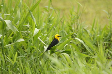 A male yellow-hooded blackbird - Chrysomus icterocephalus