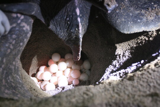 A female leatherback sea turtle - Dermochelys coriacea - is laying its eggs. It is globally threatened with extinction (vulnerable).