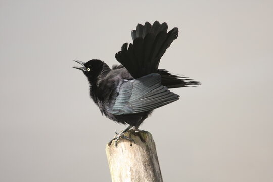 A displaying male Carib grackle - Quiscalus lugubris