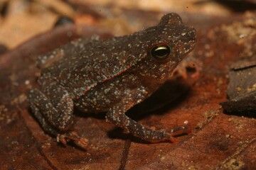 Fototapeta premium Forest Toad - Rhinella alata - in Costa Rica