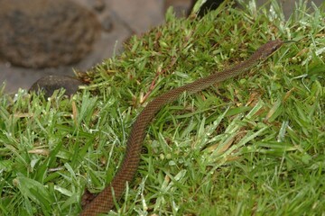 Obraz premium Salmon-bellied Racer - Mastigodryas melanolomus - snake - in Costa Rica