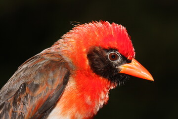 A male red-headed weaver - Anaplectes rubriceps