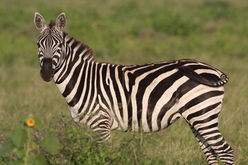 Plains zebra - Equus quagga
