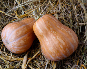 Fresh harvested butternut squash on straw background