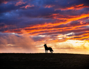 Wolf Silhouette Standing on Hill at Dramatic Sunset
